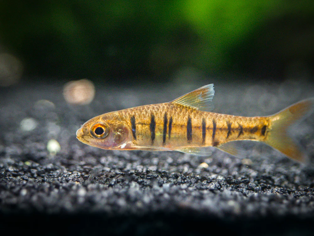 African Banded Barb (Barbus fasciolatus) - Tank-Bred - Nestor' Aquariums & Pets