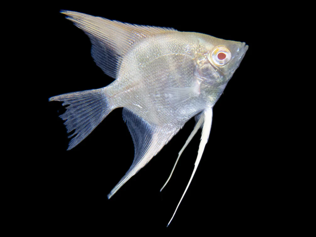 Albino Peruvian Altum Angelfish (Pterophyllum scalare 