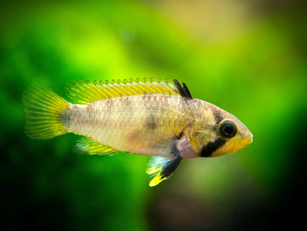 Blue Panda Dwarf Cichlid (Apistogramma panduro/pandurini) - TANK-BRED!!! - Nestor' Aquariums & Pets