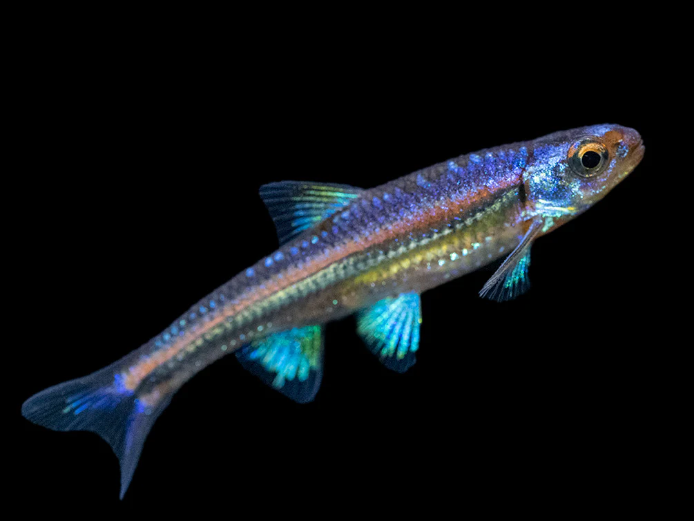 Rainbow Shiner (Notropsis chrosomus), Tank-Bred - Nestor' Aquariums & Pets