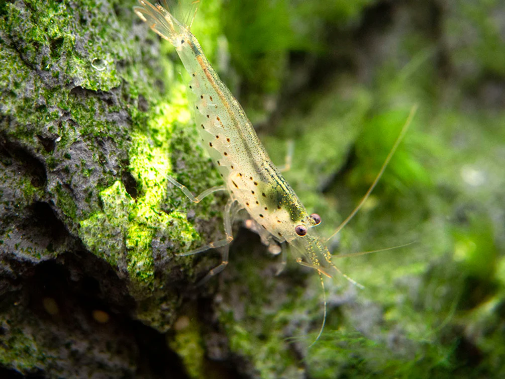 Amano AKA Yamato Shrimp (Caridina multidentata) - Nestor' Aquariums & Pets