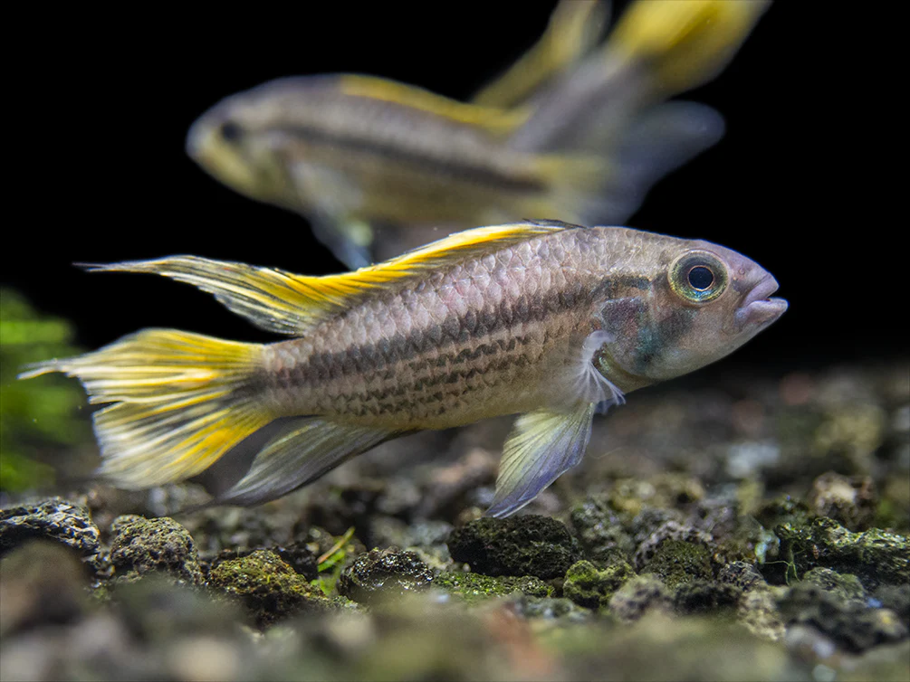 Yellow Flash Cockatoo Dwarf Cichlid (Apistogramma cacatuoides), Tank-Bred - Nestor' Aquariums & Pets