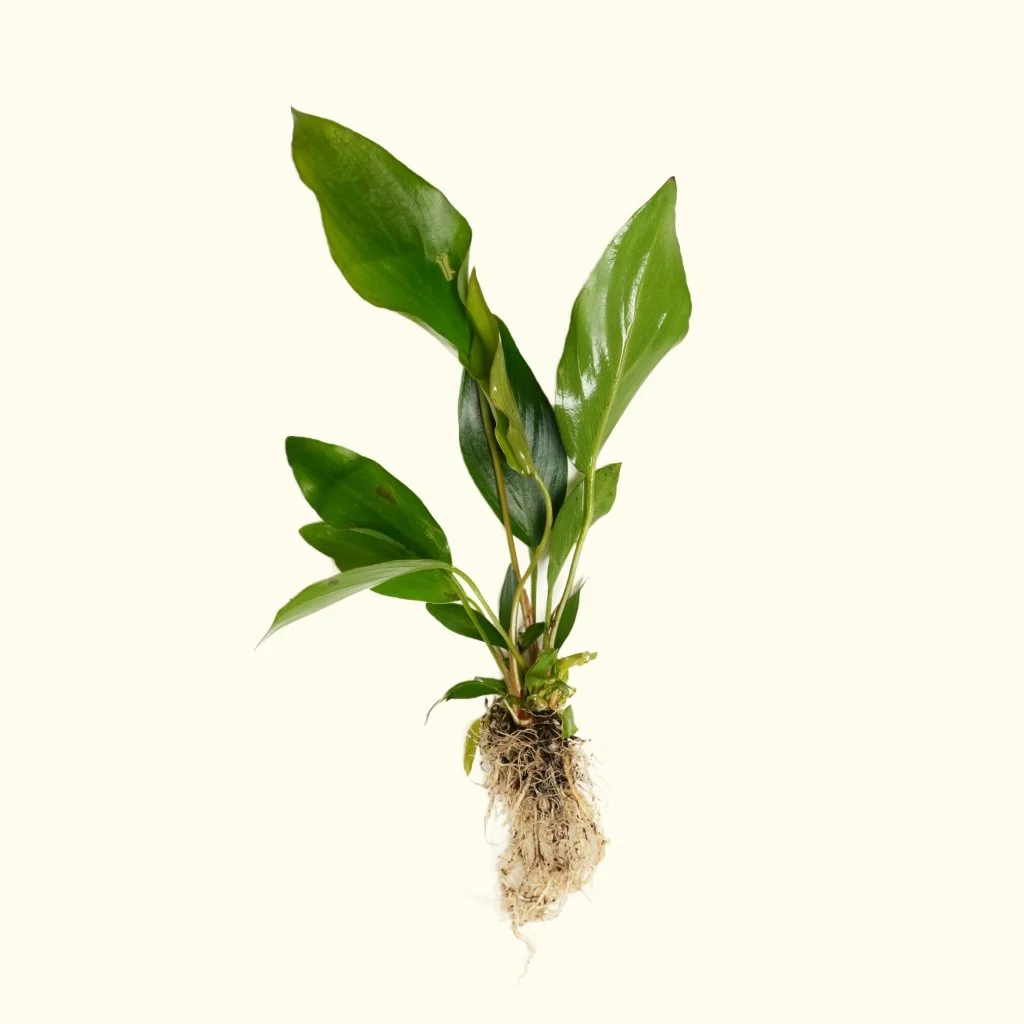 Anubias Nangi - Nestor' Aquariums & Pets