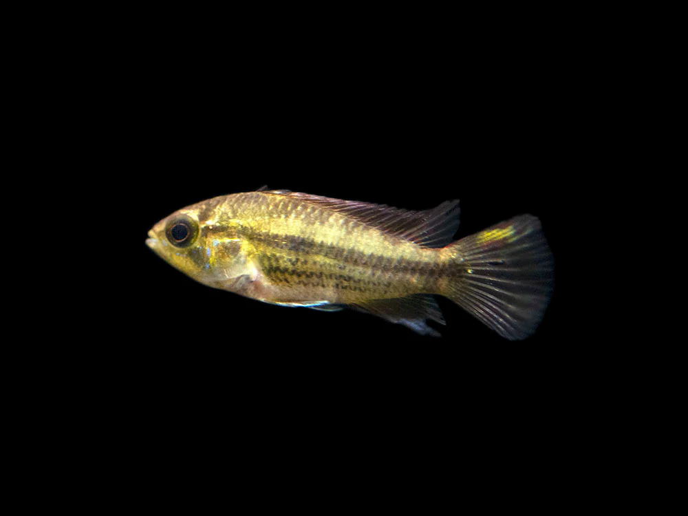 Cockatoo Dwarf Cichlid (Apistogramma cacatuoides) - Nestor' Aquariums & Pets