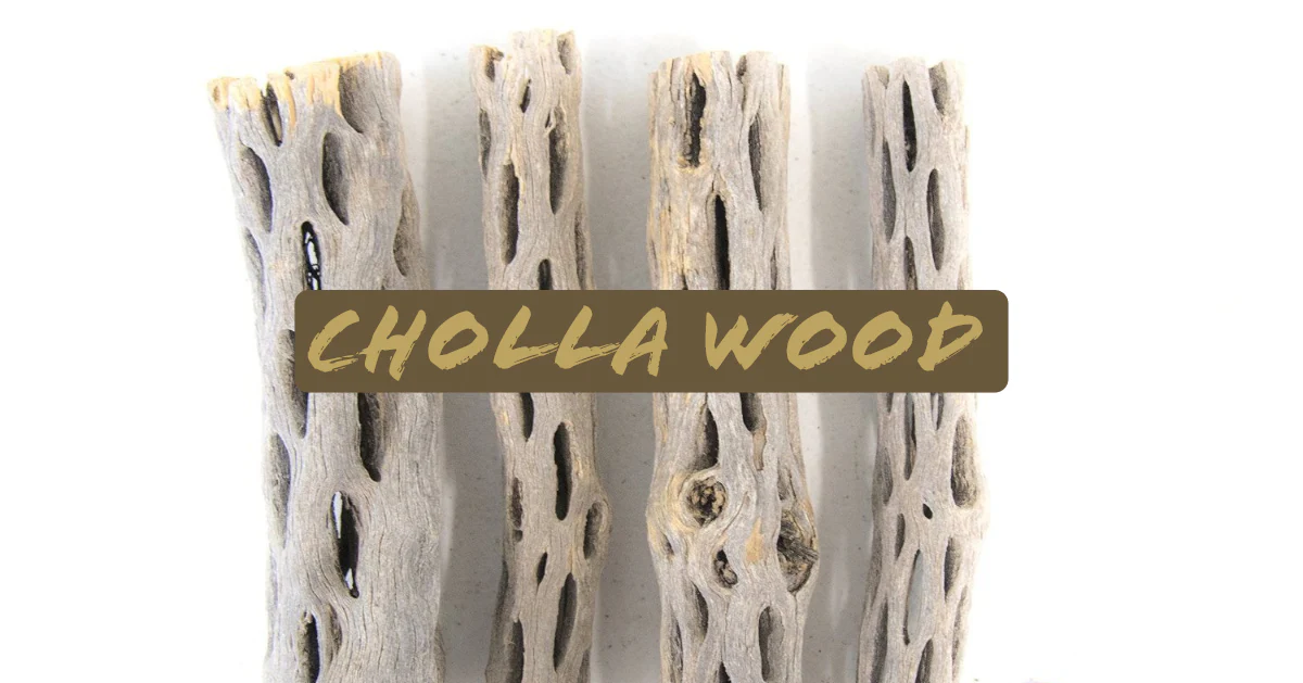 Buckhorn Cholla Wood - Nestor' Aquariums & Pets