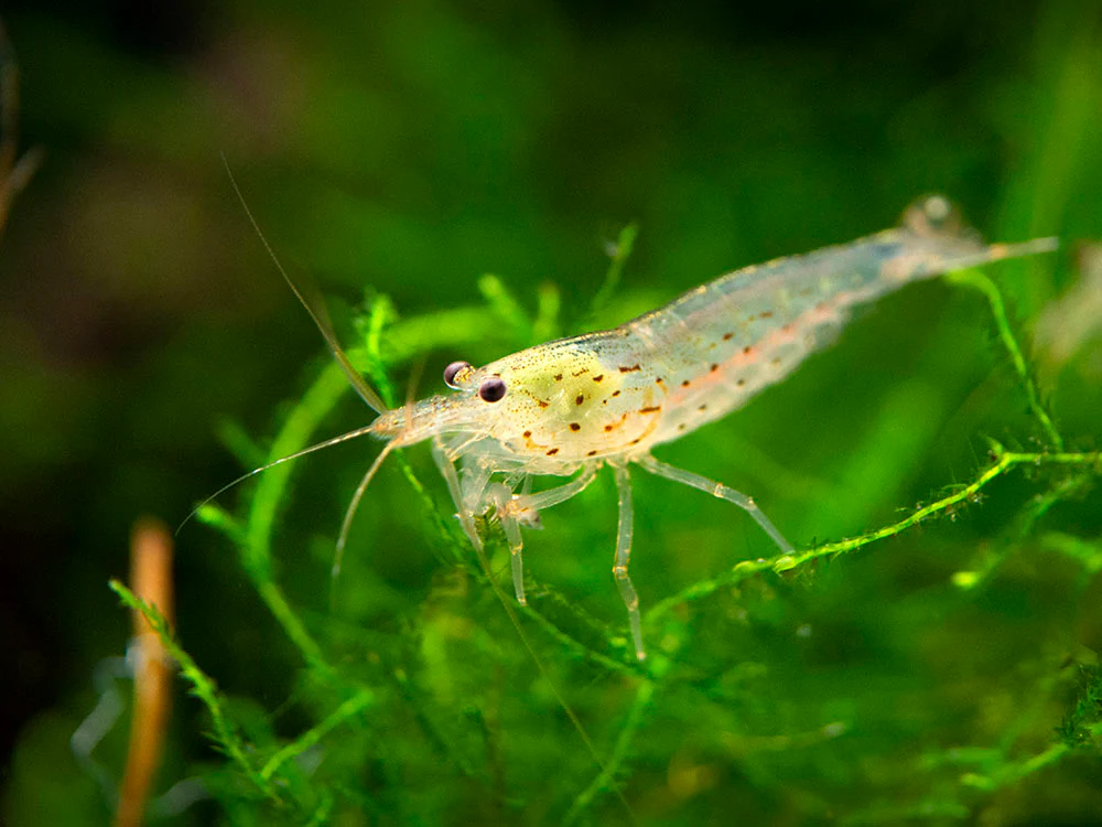 Amano AKA Yamato Shrimp (Caridina multidentata) - Nestor' Aquariums & Pets