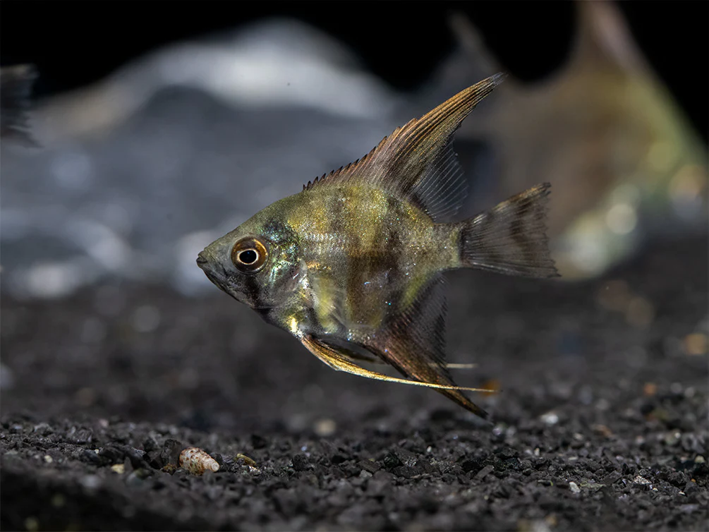 Leopard Angelfish (Pterophyllum scalare), TANK-BRED! - Nestor' Aquariums & Pets