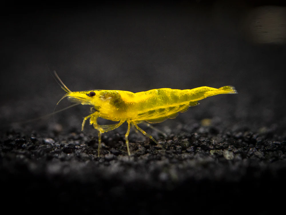 Golden Back Yellow Shrimp Breeder Combo Box - Nestor' Aquariums & Pets