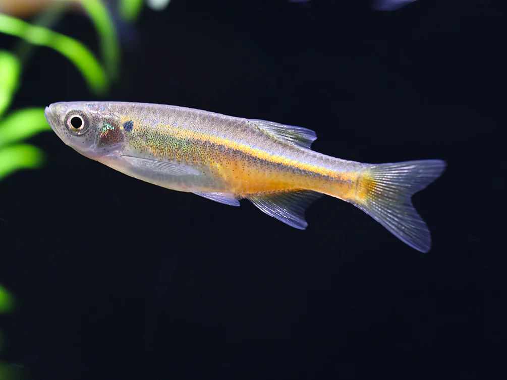 Fireline Danio (Devario sondhii) - Nestor' Aquariums & Pets