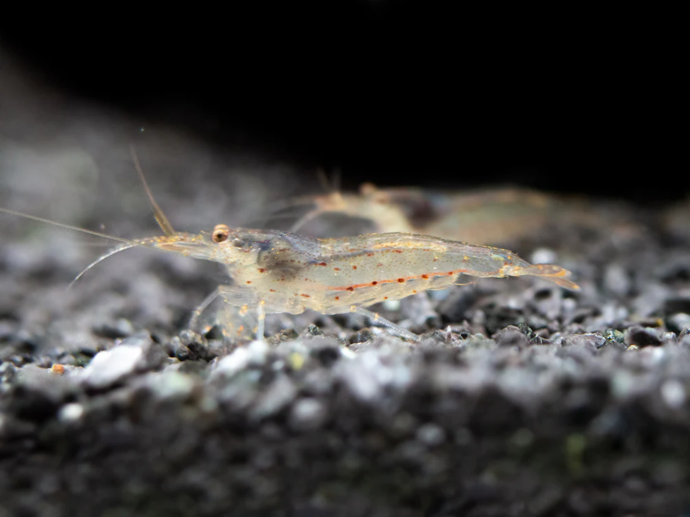 Amano AKA Yamato Shrimp (Caridina multidentata), CAPTIVE-BRED! - Nestor' Aquariums & Pets