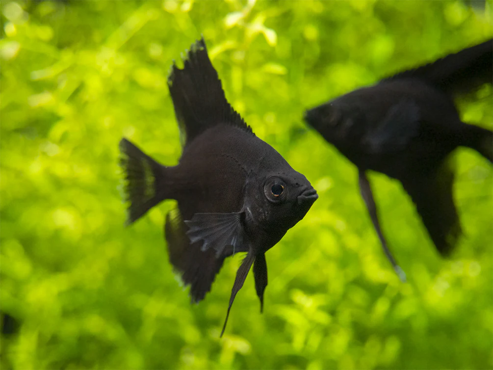 Black Angelfish (Pterophyllum scalare), Tank-Bred - Nestor' Aquariums & Pets
