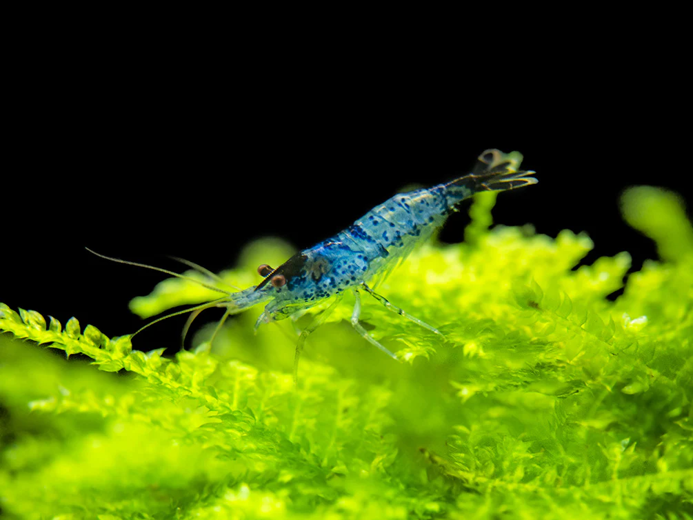 Blue Rili Shrimp (Neocaridina davidi), Tank-Bred - Nestor' Aquariums & Pets