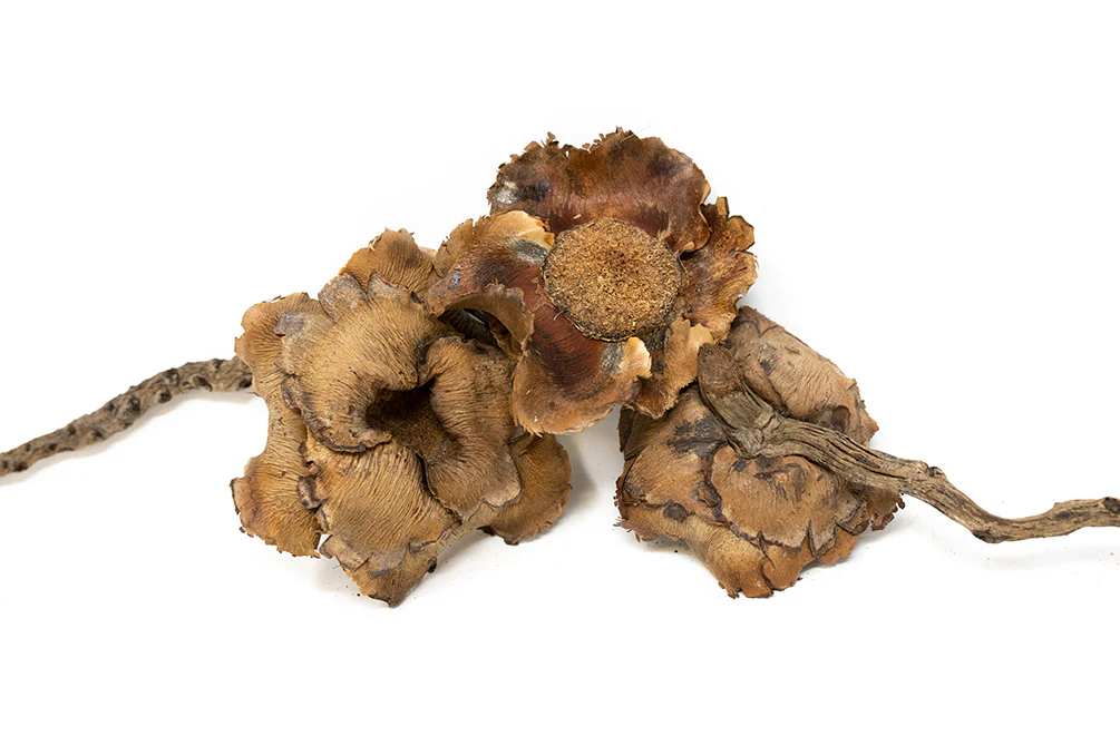Coconut Petals - Nestor' Aquariums & Pets