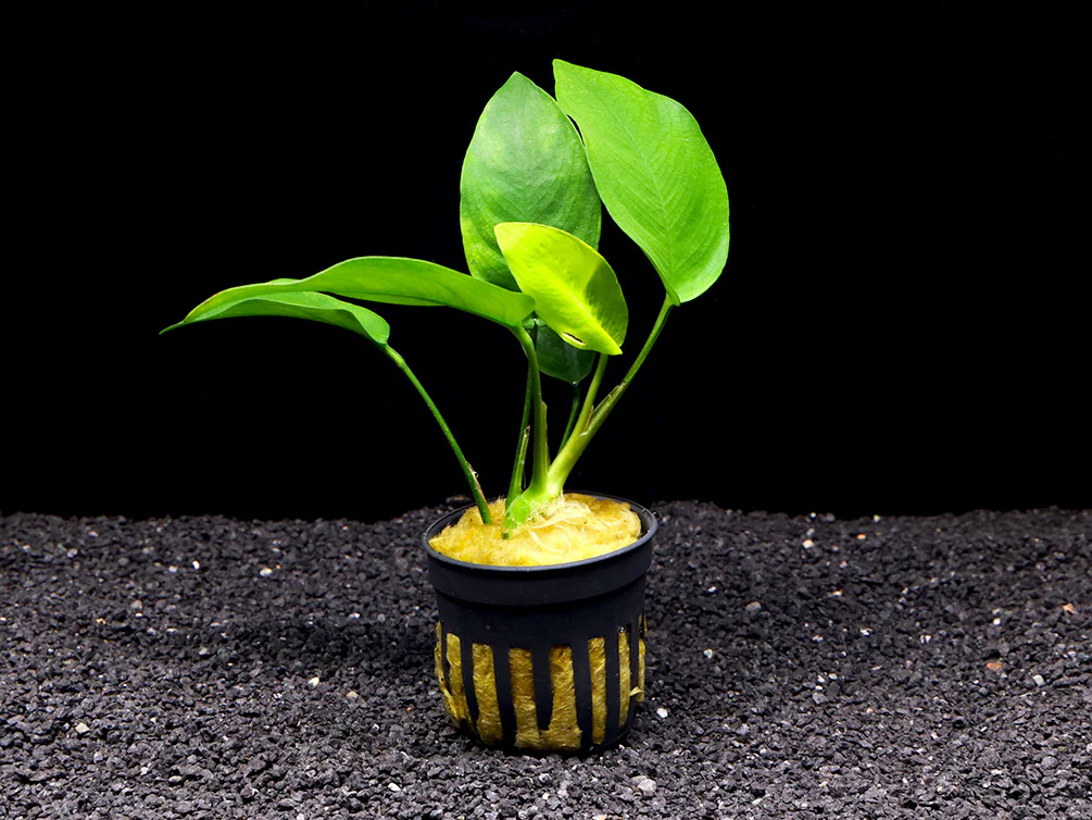 Nana Anubias Tropica (Anubias barteri var. nana 'Tropica') - Nestor' Aquariums & Pets