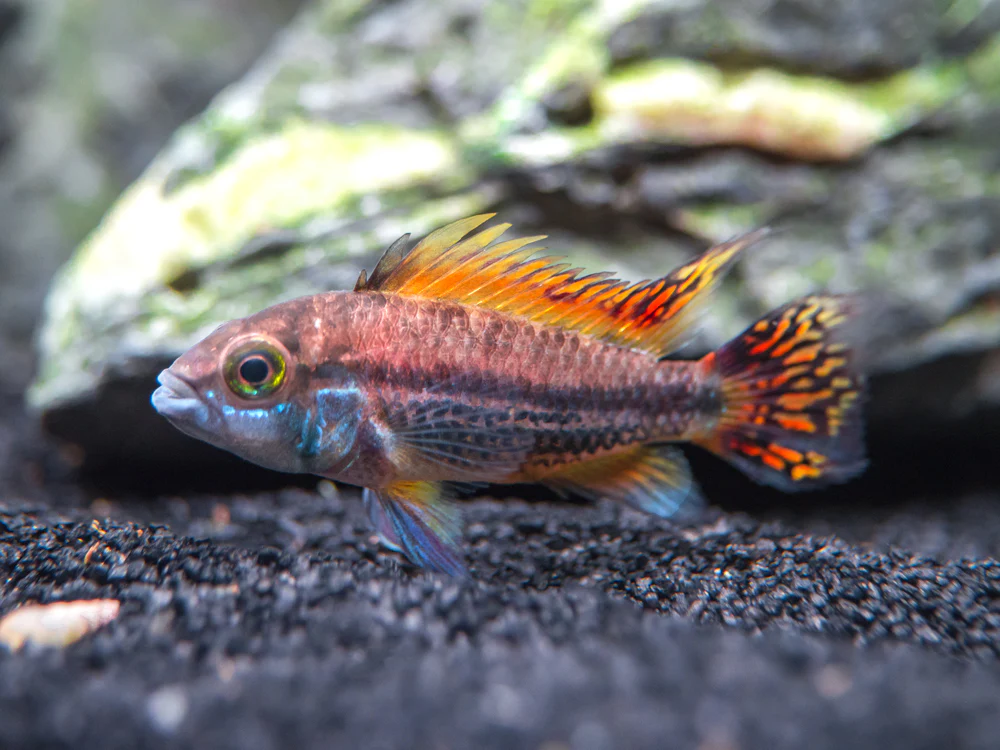 Triple Red Cockatoo Dwarf Cichlid (Apistogramma cacatuoides), Tank-Bred - Nestor' Aquariums & Pets