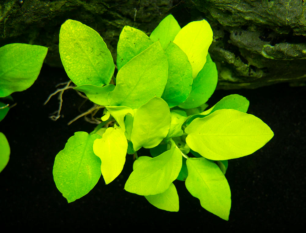 Golden Anubias Nana (Anubias barteri var. “Golden nana”), Bare Root - Nestor' Aquariums & Pets