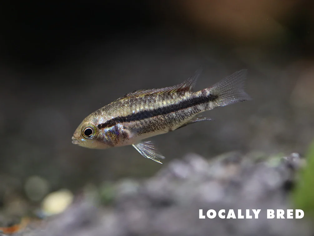 Cockatoo Dwarf Cichlid (Apistogramma cacatuoides) - Nestor' Aquariums & Pets