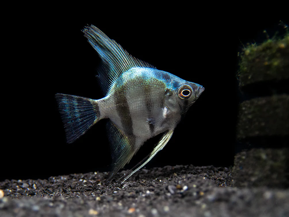 Blue Diamond Angelfish (Pterophyllum scalare) - Tank-Bred! - Nestor' Aquariums & Pets