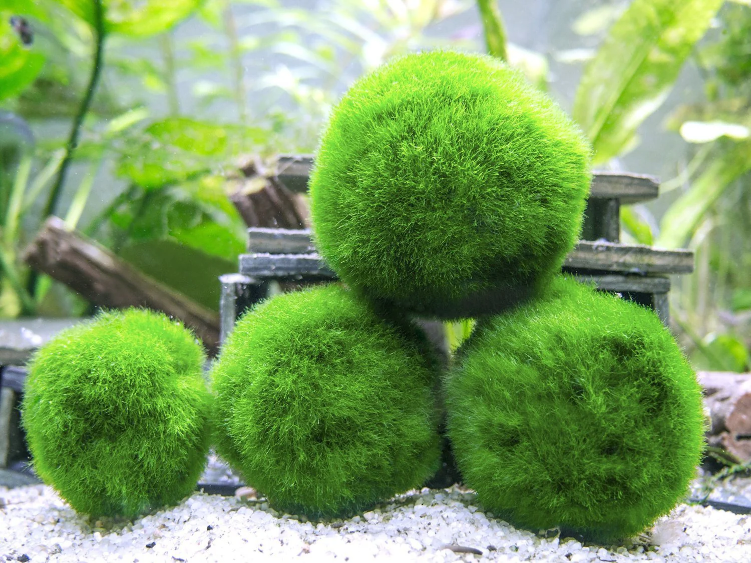 Aquatic Arts Marimo Moss Ball Fertilizer Food 8oz. - Nestor' Aquariums & Pets