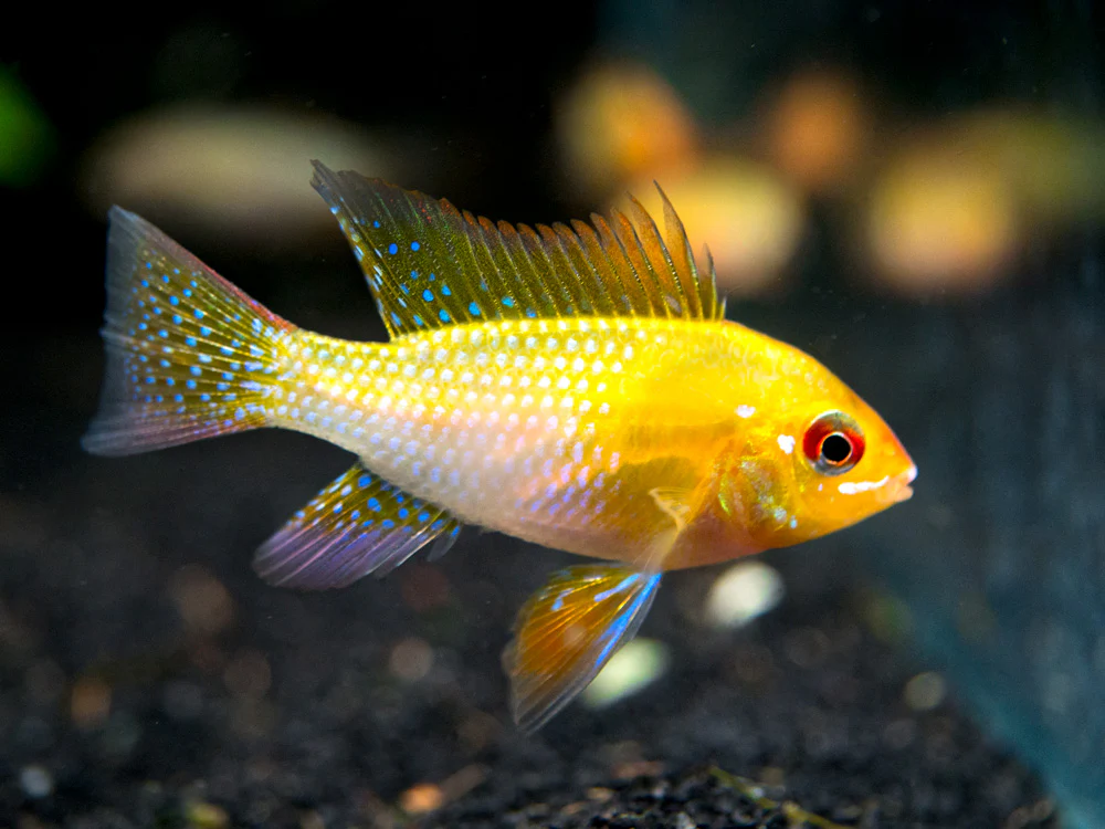 German Gold Ram Dwarf Cichlid (Mikrogeophagus ramirezi var. 