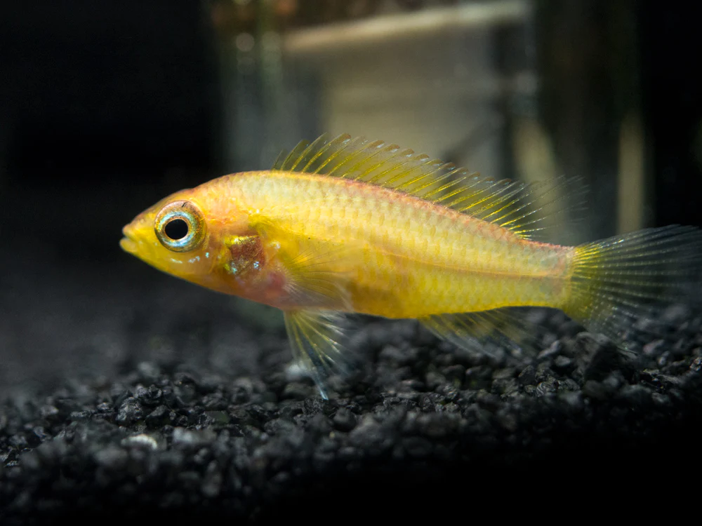 Golden Agassizi's Dwarf Cichlid (Apistogramma cf. agassizii 