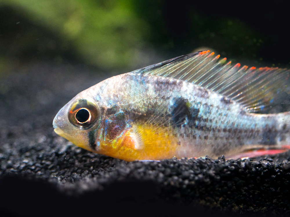 Bolivian Ram Dwarf Cichlid (Mikrogeophagus altispinosus), Tank-Bred - Nestor' Aquariums & Pets