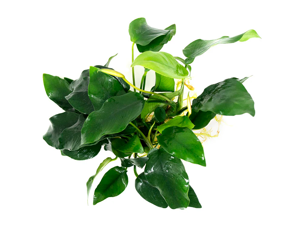 Anubias nana (Anubias barteri var. “nana”) - Bare Root, EXTRA LARGE - Nestor' Aquariums & Pets
