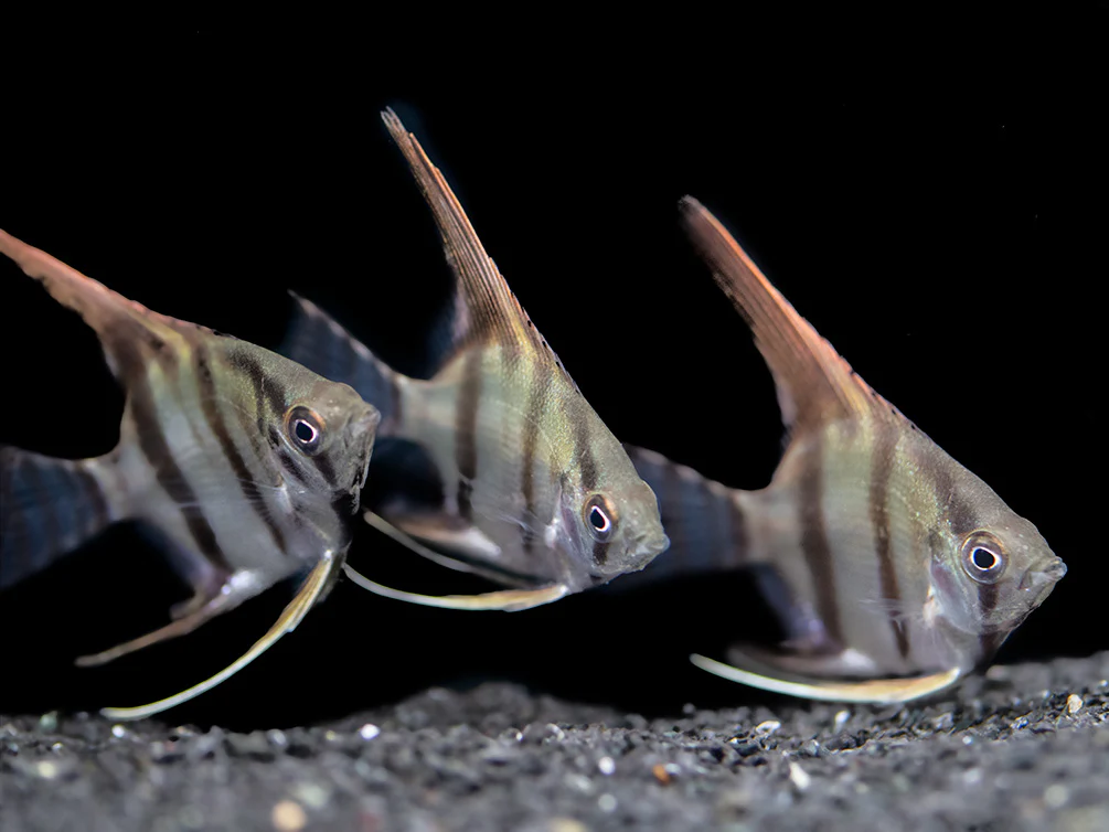Redback Amapa Angelfish (Pterophyllum scalare) - TANK-BRED!!! - Nestor' Aquariums & Pets