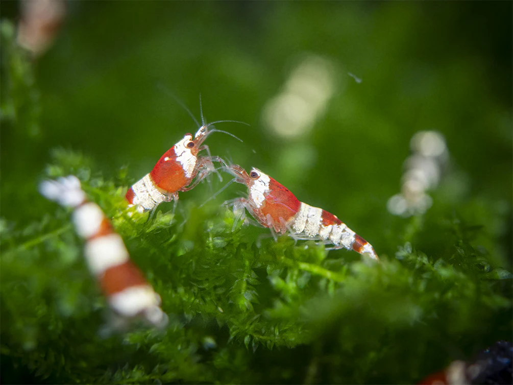 Crystal Red Shrimp Combo Box - Nestor' Aquariums & Pets