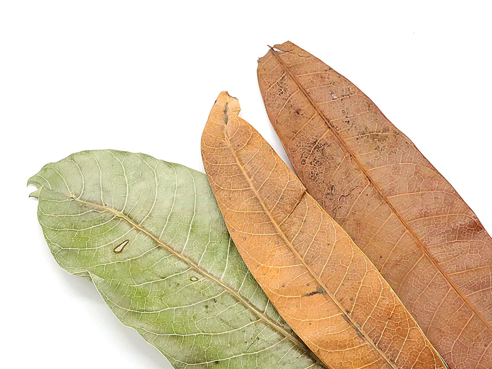 Aquatic Arts Mango Leaves (Mangifera indica) — Dried Botanicals - Nestor' Aquariums & Pets