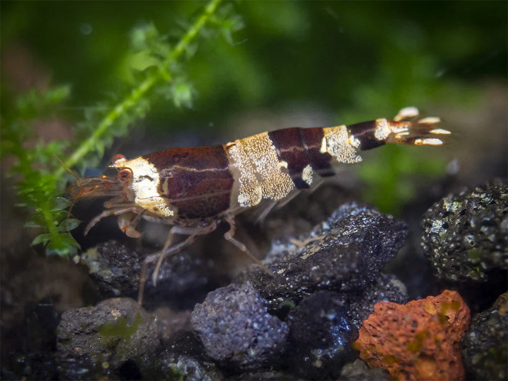 Crystal Black Shrimp (Caridina cantonensis, A-S Grade), Tank-Bred - Nestor' Aquariums & Pets