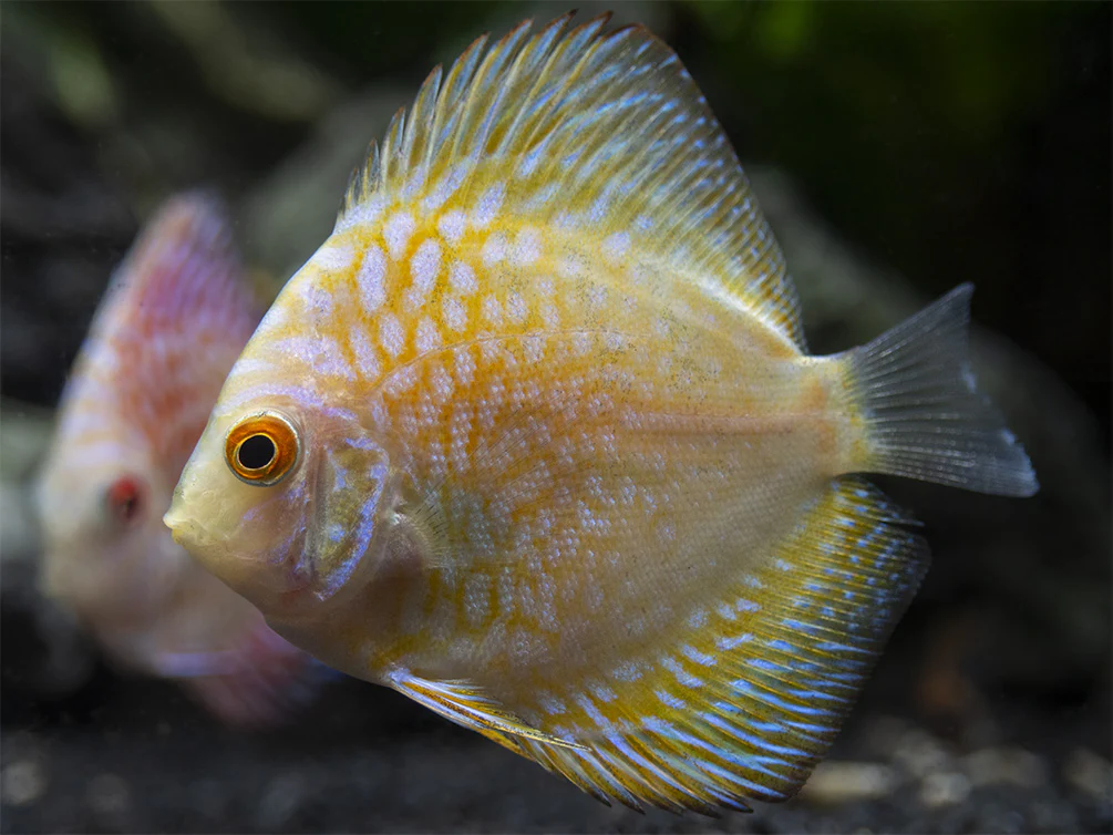 Dealer's Choice Discus (Symphysodon aequifasciatus), Tank-Bred - Nestor' Aquariums & Pets