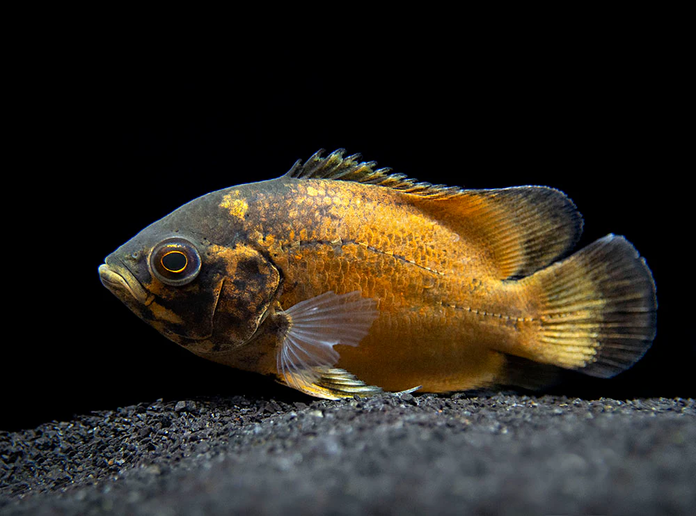 Red Oscar (Astronotus ocellatus), Tank-Bred - Nestor' Aquariums & Pets