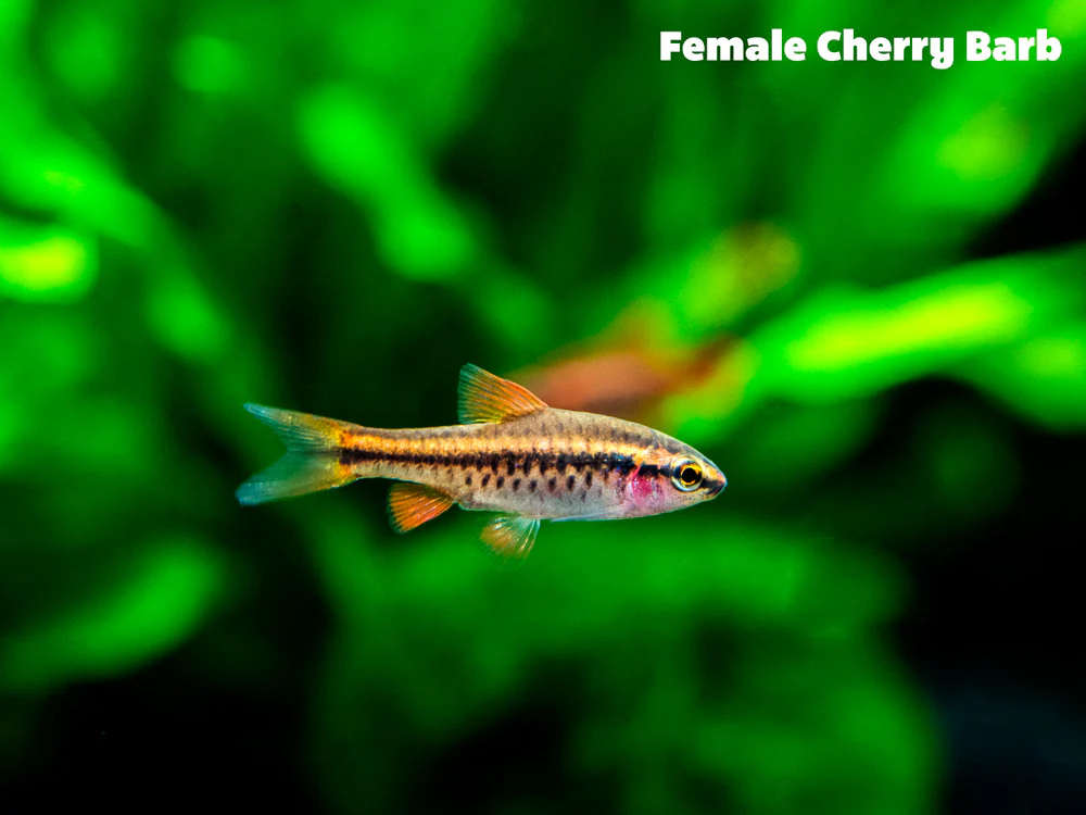 Cherry Barb (Puntius titteya), Tank-Bred - Nestor' Aquariums & Pets