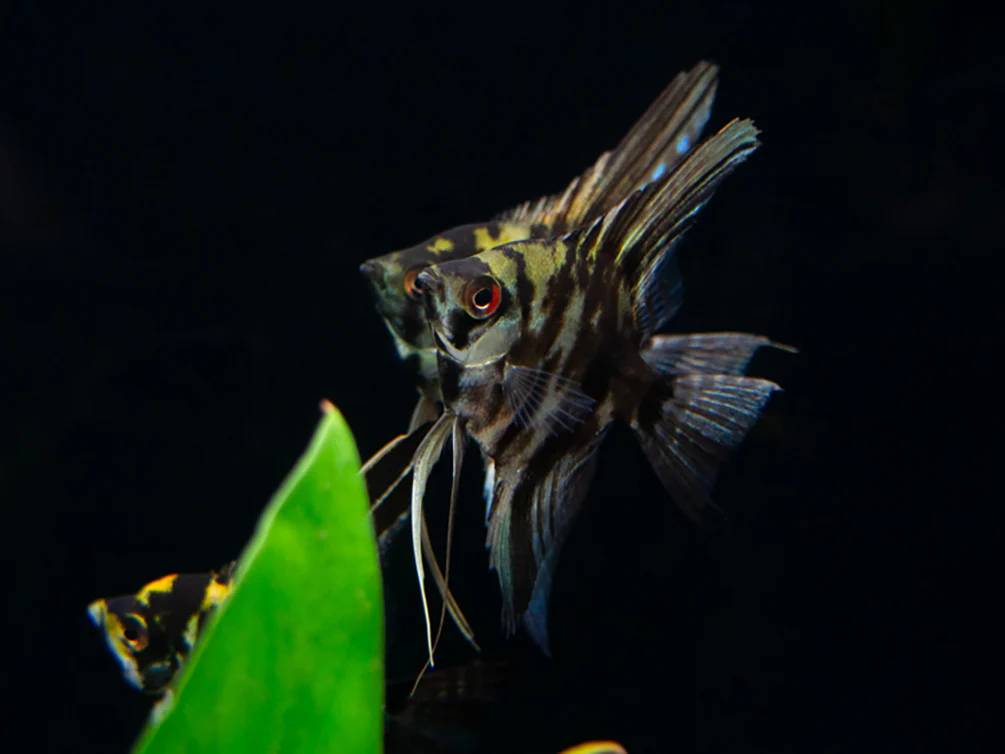 Marble Angelfish (Pterophyllum scalare), Tank Bred - Nestor' Aquariums & Pets