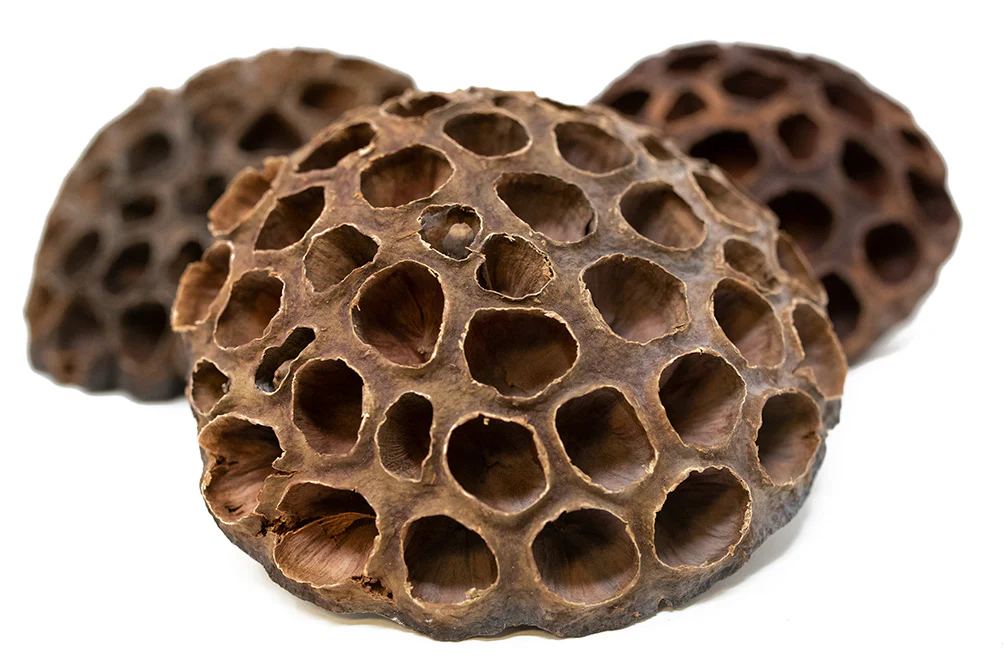 Aquatic Arts Lotus Pods - Nestor' Aquariums & Pets