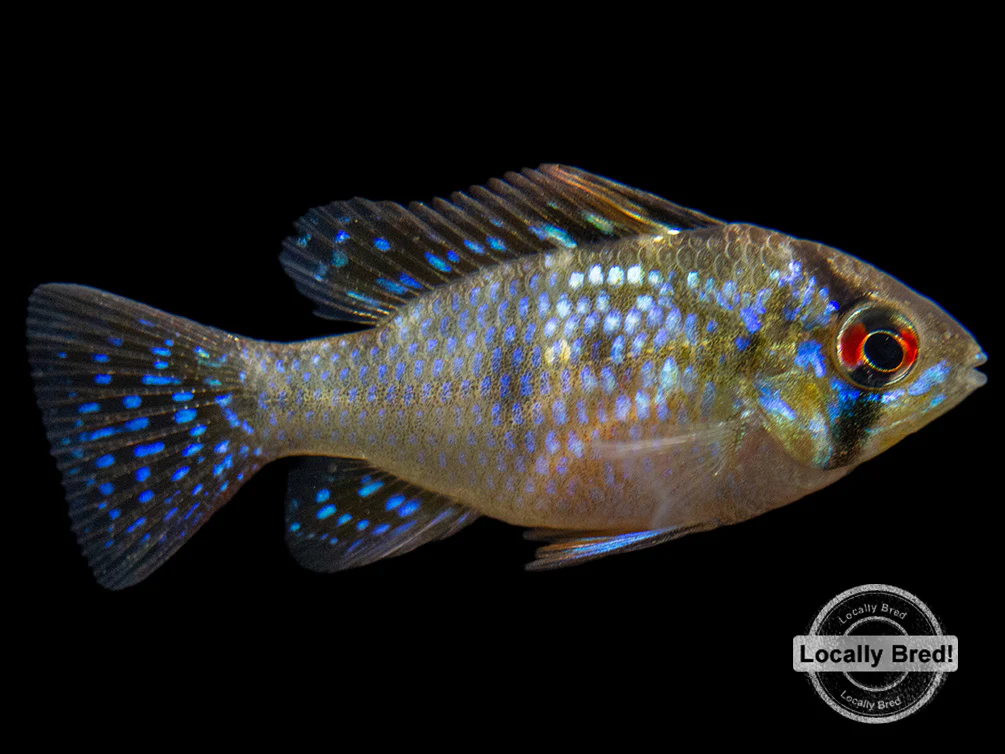German Blue Ram Dwarf Cichlid (Mikrogeophagus ramirezi) - LOCALLY BRED!!! - Nestor' Aquariums & Pets