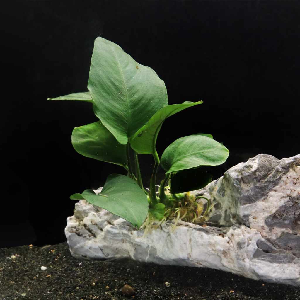 Anubias Barteri - Nestor' Aquariums & Pets