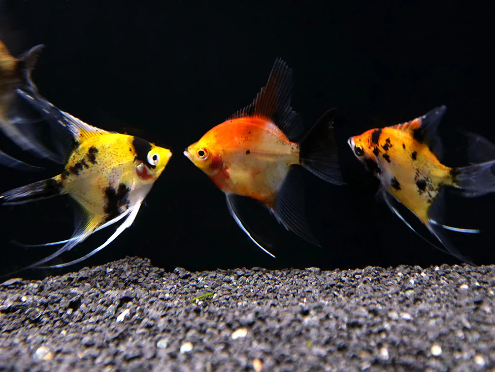 Red Devil Angelfish (Pterophyllum scalare 'Red Devil') - Tank Bred - Nestor' Aquariums & Pets