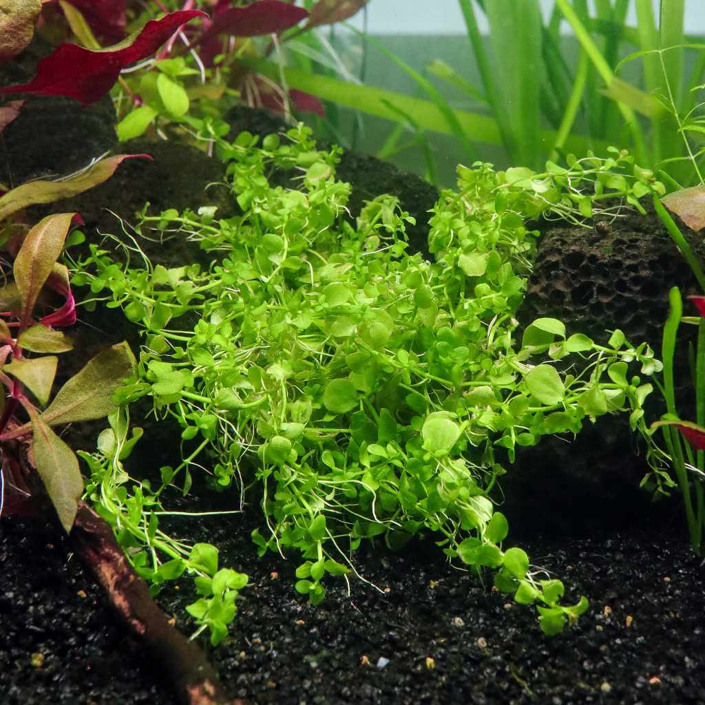 Monte Carlo - Nestor' Aquariums & Pets