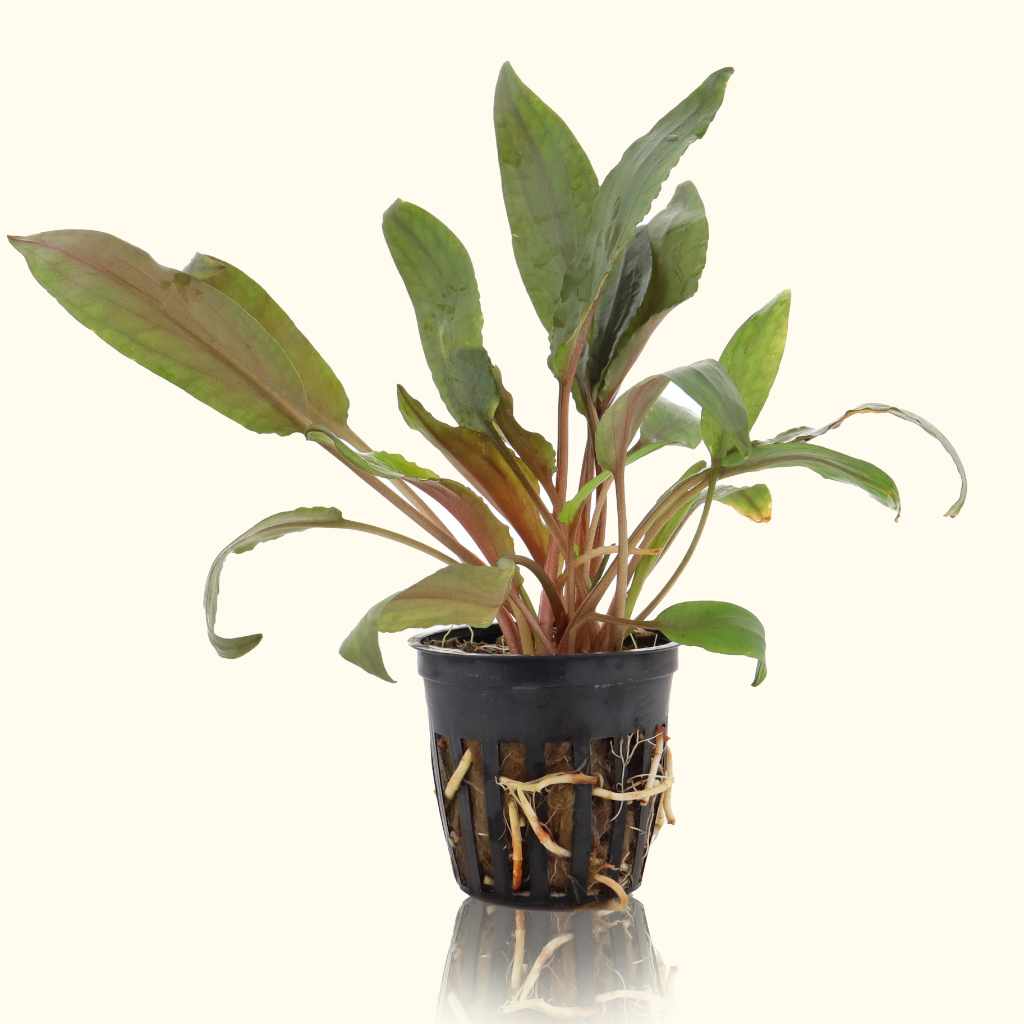 Cryptocoryne Undulata - Nestor' Aquariums & Pets