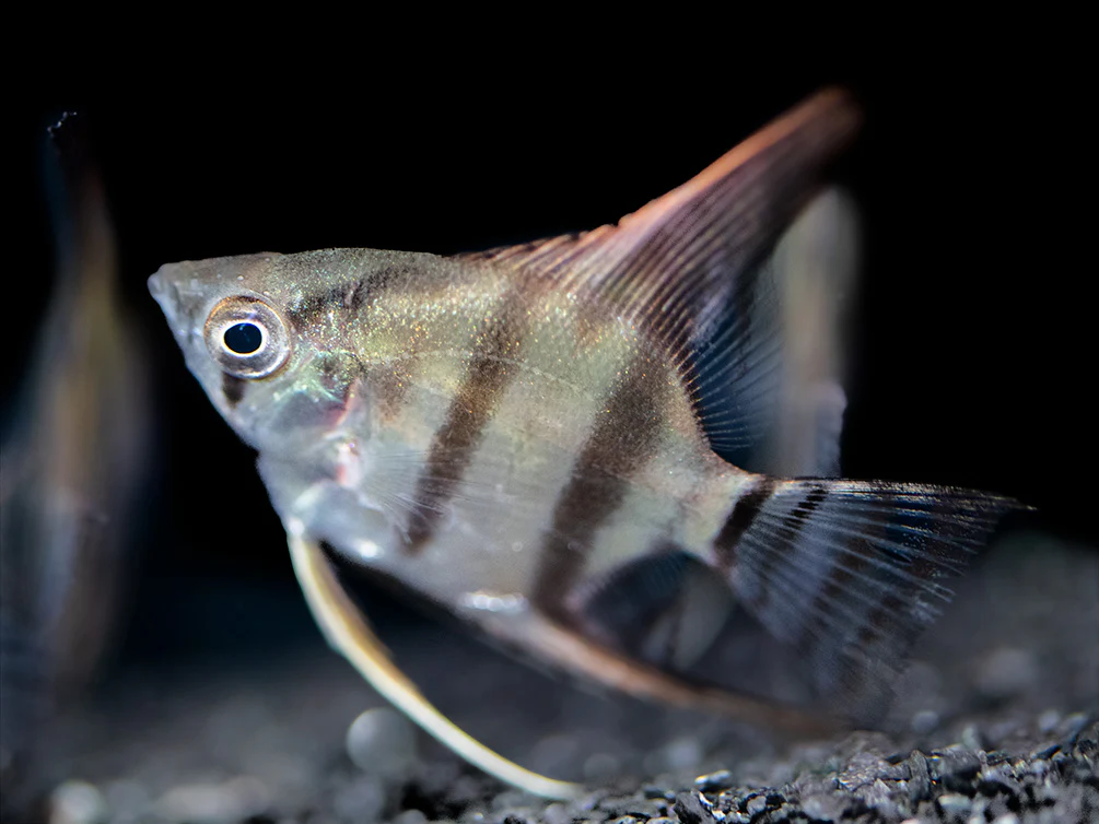 Redback Amapa Angelfish (Pterophyllum scalare) - TANK-BRED!!! - Nestor' Aquariums & Pets