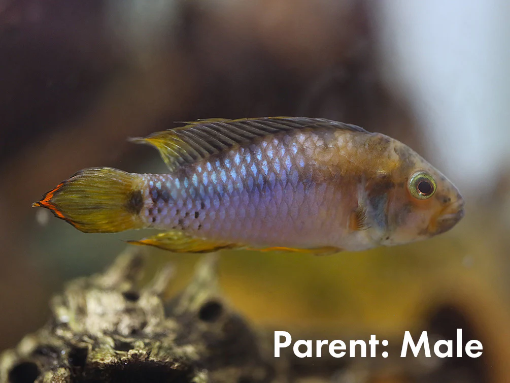 Apistogramma baenschi (Inca) Dwarf Cichlid Fish – Locally Bred - Nestor' Aquariums & Pets