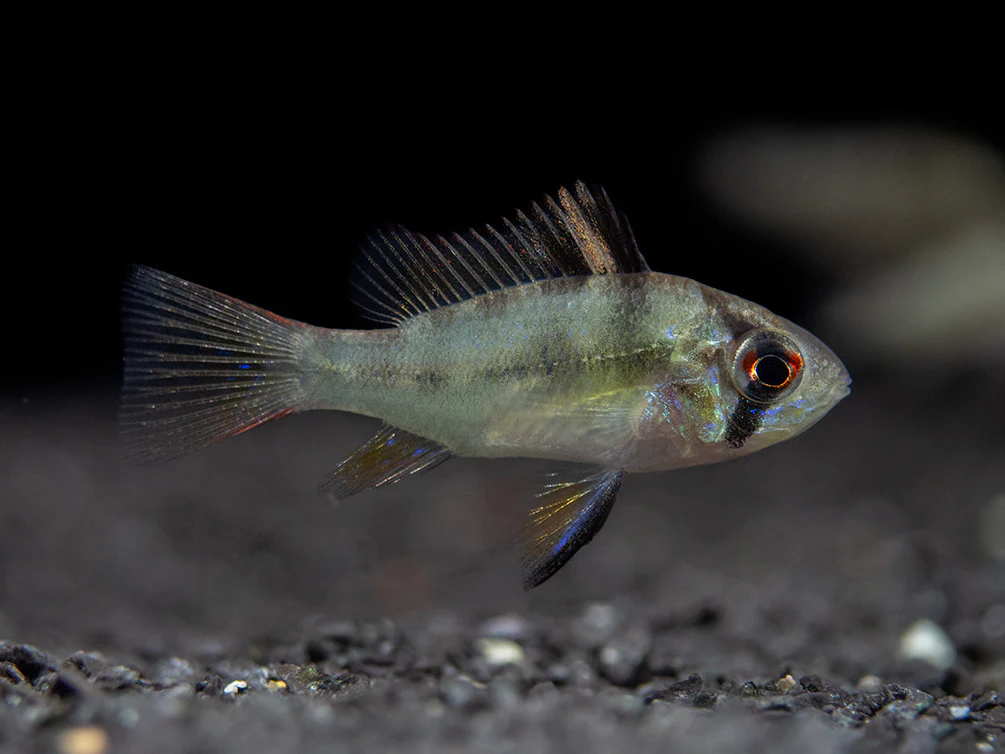German Blue Ram Dwarf Cichlid (Mikrogeophagus ramirezi) - Tank-Bred! - Nestor' Aquariums & Pets