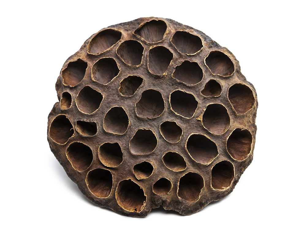 Aquatic Arts Lotus Pods - Nestor' Aquariums & Pets