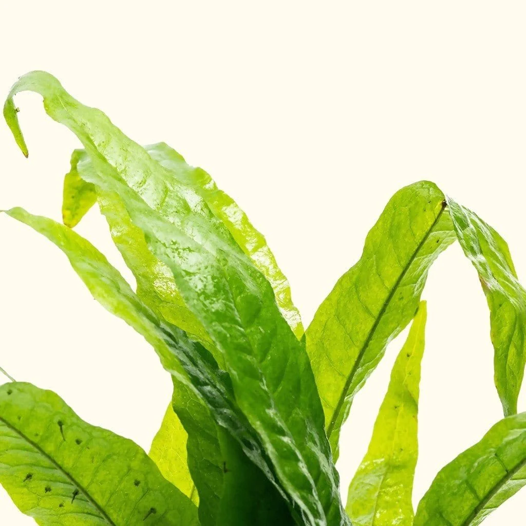 Java Fern - Nestor' Aquariums & Pets