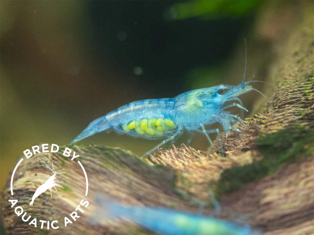 Bred By Aquatic Arts Neocaridina Shrimp Combo Box (Neocaridina davidi) - Nestor' Aquariums & Pets