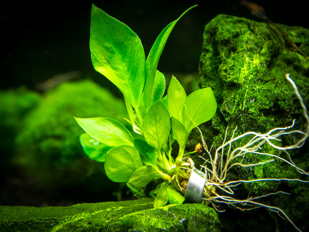 Anubias Nangi (Anubias barteri 