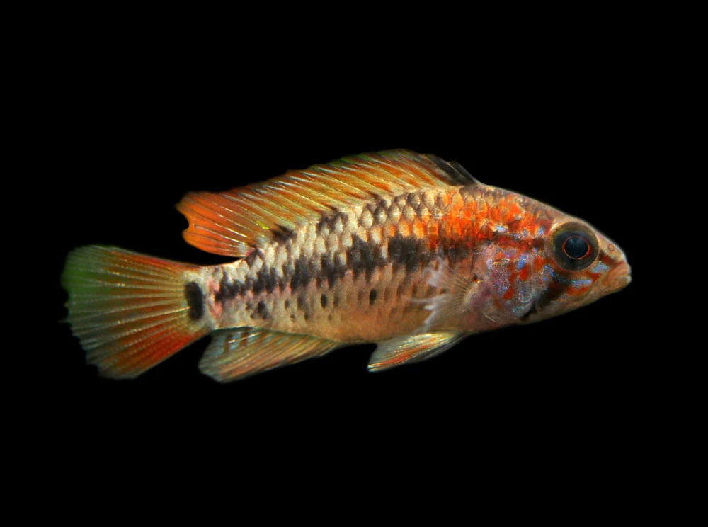 Red Shoulder Dwarf Cichlid (Apistogramma macmasteri), Tank-Bred - Nestor' Aquariums & Pets