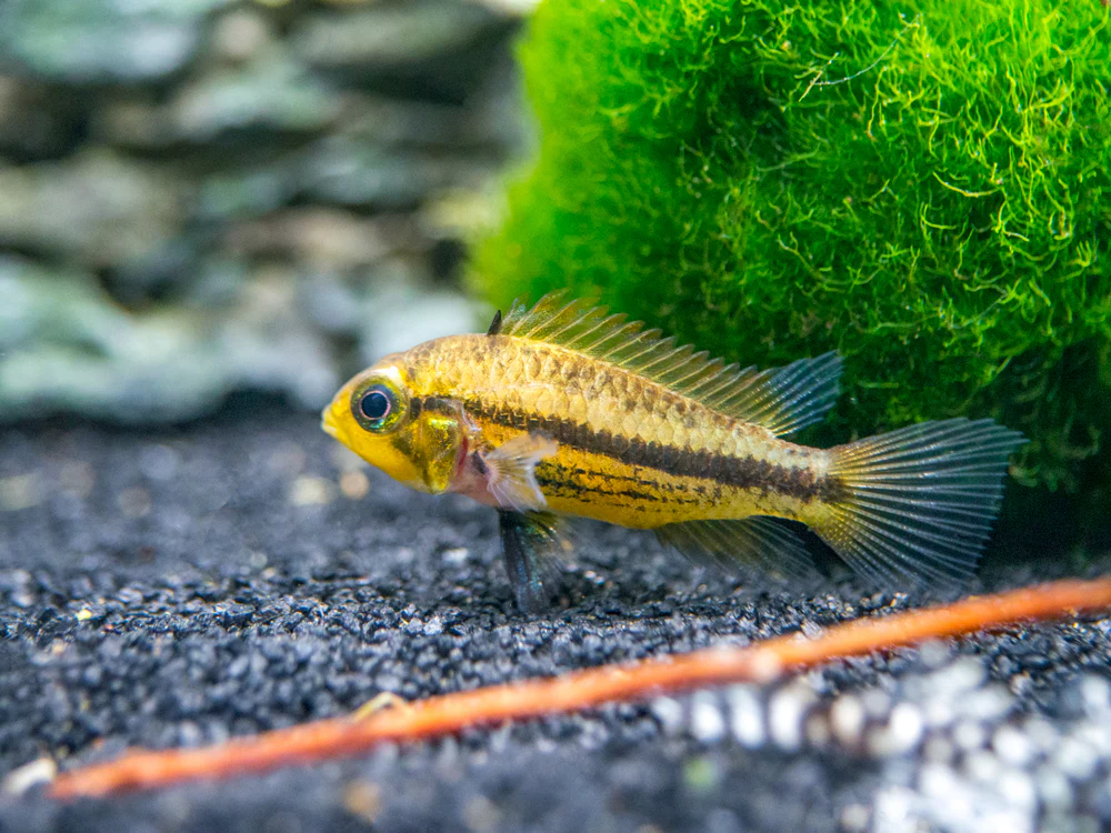 Triple Red Cockatoo Dwarf Cichlid (Apistogramma cacatuoides), Tank-Bred - Nestor' Aquariums & Pets